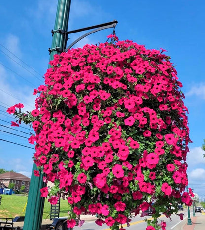GlanzBlüte Künstliche Ruhmesblume