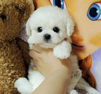LieberTeddy™ 2.0 - Ein realistisches Haustierspielzeug