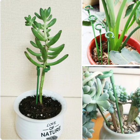 Kaufen 1+1 GRATIS | Bloomoasis™️ Pflanzenstütze Pfahl